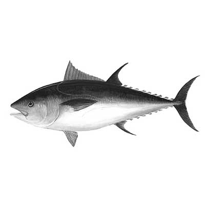 Tuna (Thunnus)