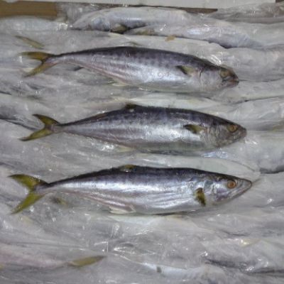Seer Fish (Scomberomorus Commerson)